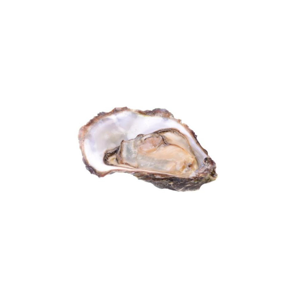 Austeres La Jolie Nr.2.(Crassostrea gigas) Mauger 12gab